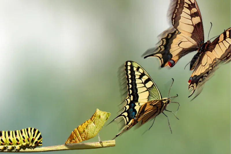 Metamorphose von der Raupe zum Schmetterling