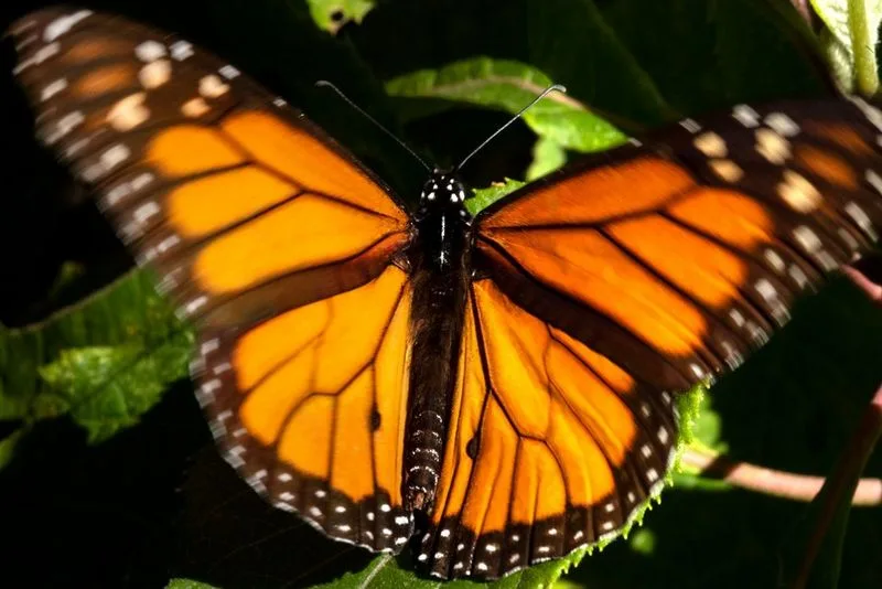 Monarchfalter auf ihrer Wanderung